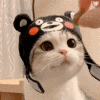  tambang88 slot online Chihide sangat heboh dari awal hingga akhir penampilan festival warna kucing dan penampilan kucing-kucing lucu